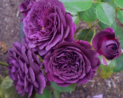Описание лучших сортов почвопокровных роз — по отзывам садоводов